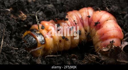 Falena di capra, Cossus cossus larva in terra, macro foto Foto Stock