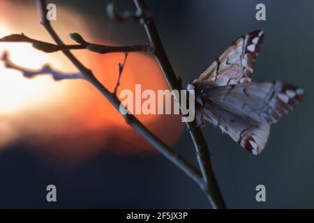 Gloria gentile femminile, Endromis versicolora sul ramoscello al tramonto Foto Stock