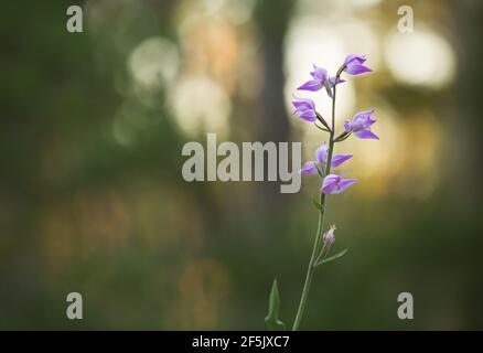 Fioritura di helleborina rossa, Cephalanthera rubra, pineta offuscata sullo sfondo Foto Stock