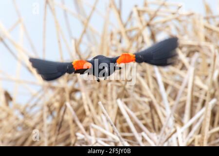 Uccello nero alato rosso a Richmond British Columbia, Canada, Nord america Foto Stock