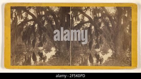 Live Oaks in Magnolia Cemetery, Charleston, S.C. S.T. Soider (americano, attivo 1870 anni) Foto Stock