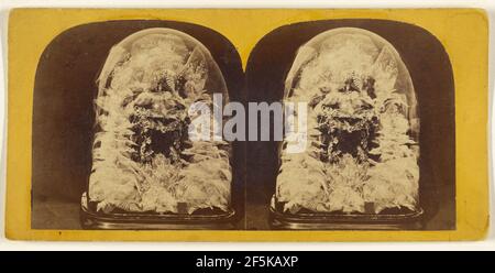 Bellissimo studio in foglie di scheletro.. Edward e Henry T. Anthony & Co. (Americano, fondato nel 1862, fuso nel 1902) Foto Stock