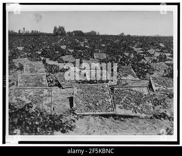 Uva passa rack di asciugatura in un vigneto, a Fresno, Cal. Foto Stock