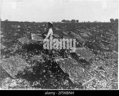 Uva passa rack di asciugatura in un vigneto a Fresno, Cal. Foto Stock