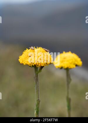 Bog Billy-pulsanti fiori, Estate, Monte Stirling, Victoria, Australia Foto Stock