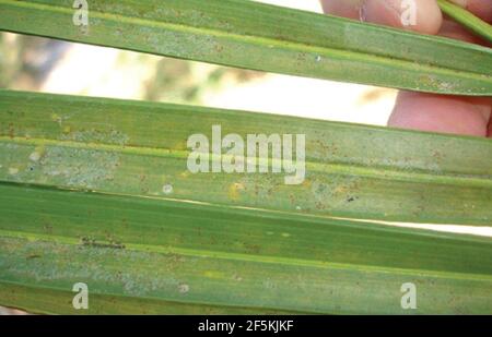 Raoiella indica - danno di acaro di palma rosso alla foglia di pam. Foto Stock