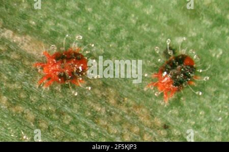 Raoiella indica - femmine adulte di acaro di palma rossa. Foto Stock