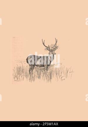 Record di sport in India meridionale Foto Stock