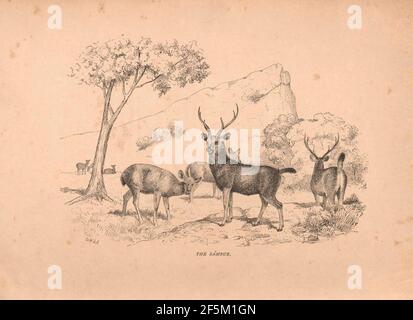 Record di sport in India meridionale Foto Stock