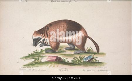 Recueil de Divers oiseaux étrangers et peu communs (tab. CI) Foto Stock