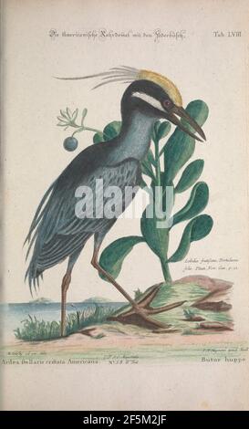 Recueil de divers oiseaux étrangers et peu communs (Tab. LVIII) Foto Stock