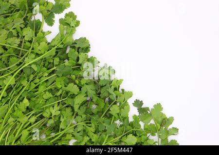 Mazzetto di foglie di coriandolo fresco su sfondo bianco Foto Stock