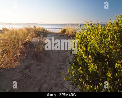 L'erba di Marram (Ammophila arenaria) e le sopore di Acacia lonifolia sulle dune sotto la vegetazione a Seven Mile Beach vicino a Hobart, Tasmania, Australia Foto Stock