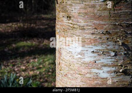 Immagine ravvicinata della luce solare che colpisce il tronco di un Betulla in una foresta in Irlanda Foto Stock