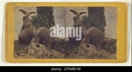 Classe i, ordine IV, Rodentia. Famiglia Hystricidae. Porcupine Nord America.... Eugene S. M. Haines (americano, 1833 - 1909) Foto Stock