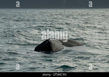 Spermatozoi, Physeter macrocephalus, fluke, specie vulnerabili, Kaikoura, Canterbury, Isola del Sud, Nuova Zelanda, Oceano Pacifico Foto Stock