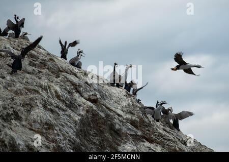 Spotted Shag, Stettocarbo punctatus, su roccia, Kaikoura, Canterbury, Isola del Sud, Nuova Zelanda, Oceano Pacifico Foto Stock