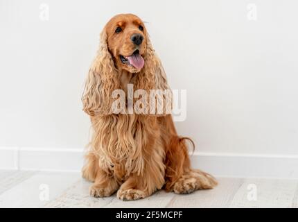 Cocker inglese spaniel cane a casa Foto Stock