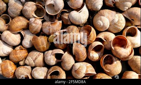 Mucchio di gusci di lumache di Borgogna Foto Stock