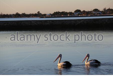 Un pellicano famiglia andare per una nuotata mattutina su acque calme in Wynham, Brisbane, Australia Foto Stock