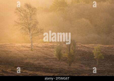 Golden Ridge all'alba nella nuova foresta hampshire Foto Stock