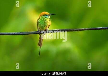 Green Bee-Eater (Merops orientalis) appollaiato su un filo in cerca del suo cibo preferito, api e drago mosche. Foto Stock