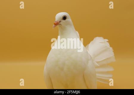 Piccione inglese Fantail, bellissimo piccione bianco isolato su sfondo arancione Foto Stock