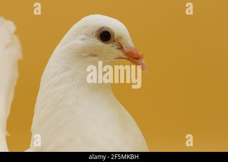 Piccione inglese Fantail, bellissimo piccione bianco isolato su sfondo arancione Foto Stock