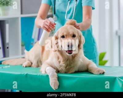 Golden retriever esame del cane in clinica veterinaria Foto Stock