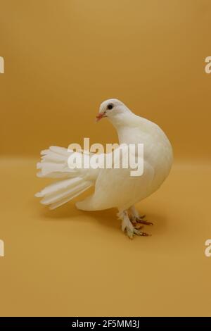 Piccione inglese Fantail, bellissimo piccione bianco isolato su sfondo arancione Foto Stock