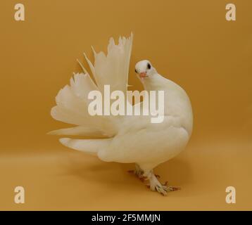 Piccione inglese Fantail, bellissimo piccione bianco isolato su sfondo arancione Foto Stock