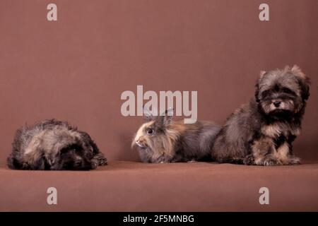 Soffice crema marrone grigio due cuccioli e un coniglio sedersi su sfondo marrone all'interno dello studio Foto Stock