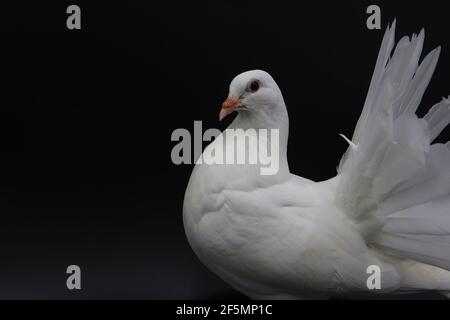 Piccione inglese Fantail, bellissimo piccione bianco isolato su sfondo nero Foto Stock