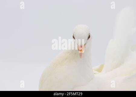 Piccione inglese Fantail, bellissimo piccione bianco isolato su sfondo bianco Foto Stock