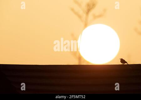 Una silhouette di una larice crestata (Galerida cristata) che poggia su un tetto retroilluminato al sole del mattino. Foto Stock