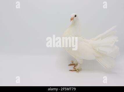 Piccione inglese Fantail, bellissimo piccione bianco isolato su sfondo bianco Foto Stock