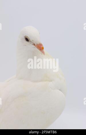 Piccione inglese Fantail, bellissimo piccione bianco isolato su sfondo bianco Foto Stock