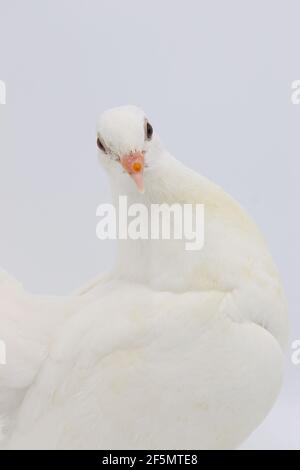 Piccione inglese Fantail, bellissimo piccione bianco isolato su sfondo bianco Foto Stock