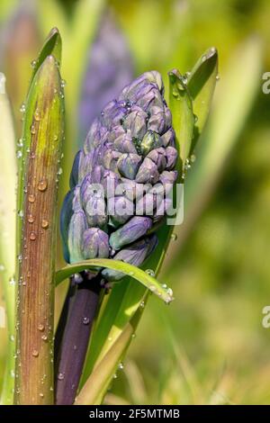 Viola Hyacinthus orientalis fiorire nel letto fiorito. Foto Stock