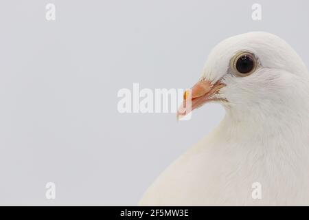 Piccione inglese Fantail, bellissimo piccione bianco isolato su sfondo bianco Foto Stock