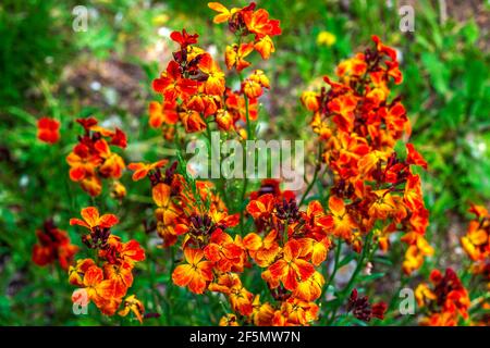 Fantastici fiori di primavera colorati di Erysimum cheiri (Cheiranthus) conosciuto anche come il Wallflower. Foto Stock