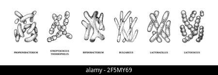 Serie di batteri probiotici disegnati a mano: lactococcus, lactobacillus, bulgaricus, bifidobacterium, propionibacterium, streptococcus. Illustrazione vettoriale Illustrazione Vettoriale