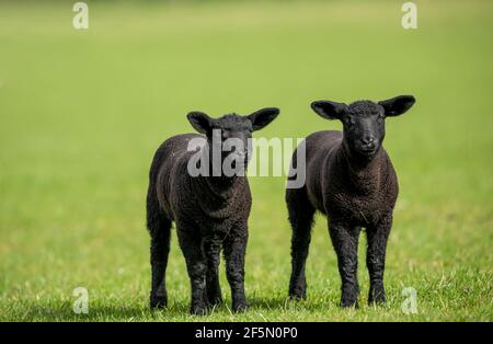 Agnelli. Primo piano di due simpatici agnelli neri a Springtime. Rivolto in avanti in prato verde con fondo verde pulito. Orizzontale Foto Stock