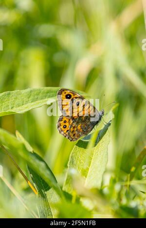 Parete farfalla marrone Lasiommata megera che si nutrisce di fiori gialli in un prato. Foto Stock