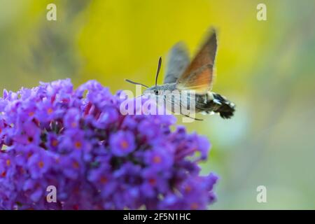 Vista laterale di un falco-falco di colibrì, stellatarum Macroglossum, che si nuota su un fiore rosa in un prato vibrante Foto Stock