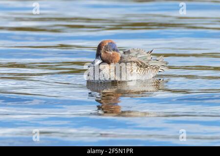 Capezzolo eurasiatico, anas crecca, capezzolo comune, o Eurasian verde alato uccelli acquei nuoto Foto Stock