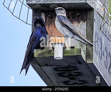 Maschi e femmine appaiati martini viola al loro uomo fatto Casa protetta di riproduzione sull'isola di Vancouver BC Canada Foto Stock