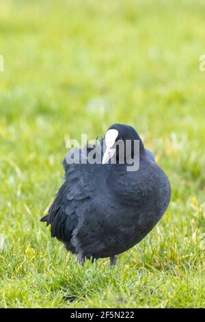 Primo piano di un piede eurasiatico, Fulica atra che cammina verde terreno agricolo Foto Stock