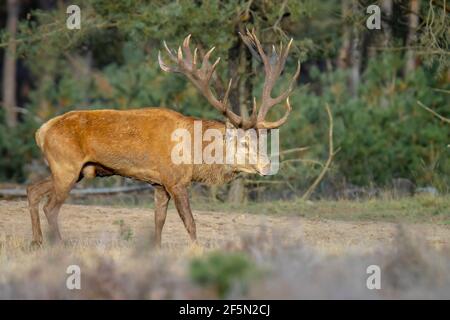 Cervo rosso maschio, cervo elaphus, che si ruttano durante la stagione di accoppiamento su un campo vicino a una foresta in fiore di erica viola. Parco Nazionale di Hoge Veluwe Foto Stock