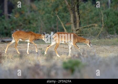 Mouflon (Ovis gmelini) che fora in una foresta Foto Stock